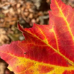 Meet your Posher, Lily